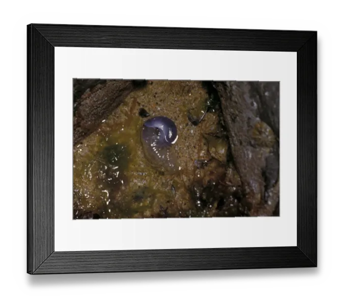 Framed Print : SeaSnail Purple (Janthina janthina) in rock pool. washed in from open ocean Framed Print : SeaSnail Purple (Janthina janthina) in rock pool. washed in from open ocean