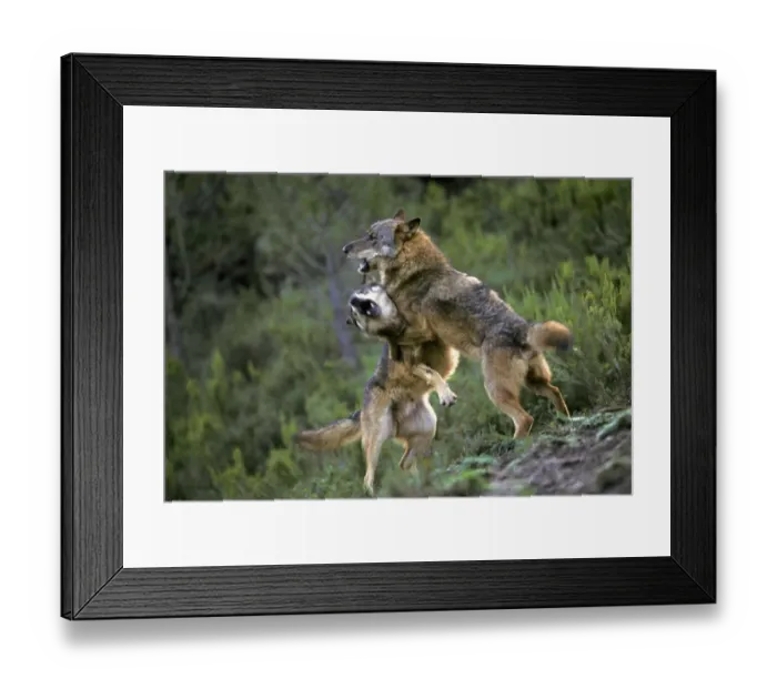 Framed Print : Iberian Wolf (Canis lupus signatus) two adult males, fighting, Iberian Wolf Recovery Centre, Portugal Framed Print : Iberian Wolf (Canis lupus signatus) two adult males, fighting, Iberian Wolf Recovery Centre, Portugal