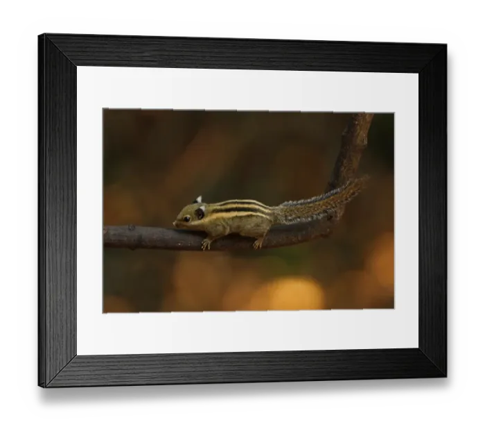 Framed Print : Himalayan Striped Squirrel (Tamiops mcclellandii) adult, climbing on branch, Kaeng Krachan N. P. Thailand, february Framed Print : Himalayan Striped Squirrel (Tamiops mcclellandii) adult, climbing on branch, Kaeng Krachan N. P. Thailand, february