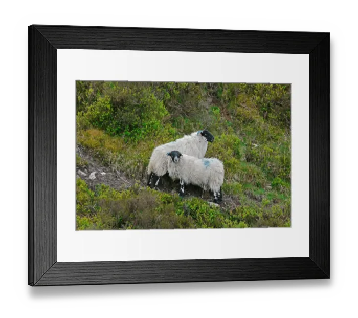 Framed Print : Domestic Sheep, two ewes, with horns marked for flock identification, standing on slope, Exmoor N. P. Somerset, England, may Framed Print : Domestic Sheep, two ewes, with horns marked for flock identification, standing on slope, Exmoor N. P. Somerset, England, may