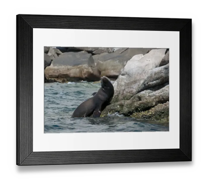 Framed Print : Californian Sealion (Zalophus californianus) adult, resting on rocks, Cabo Pulmo National Marine Park, Baja California Sur, Mexico, march Framed Print : Californian Sealion (Zalophus californianus) adult, resting on rocks, Cabo Pulmo National Marine Park, Baja California Sur, Mexico, march