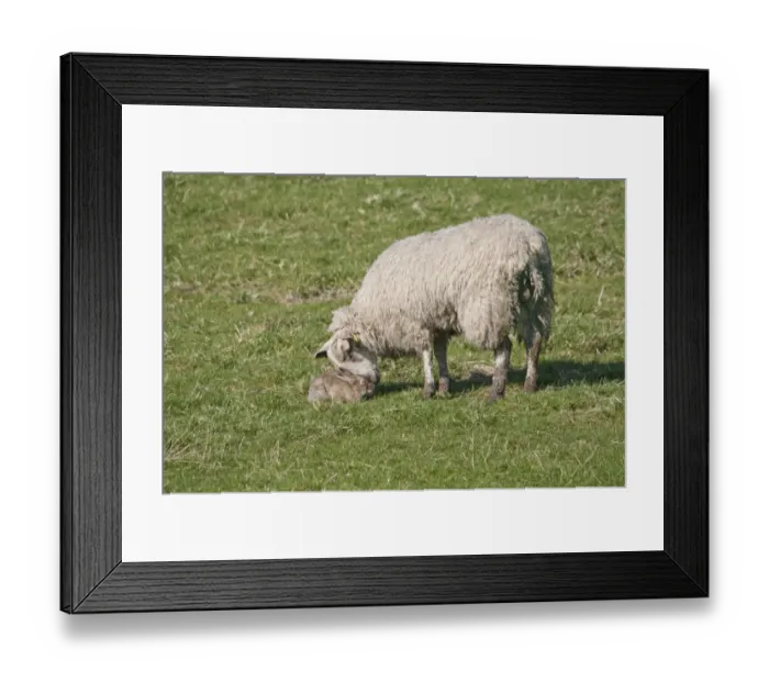 Framed Print : Domestic Sheep, ewe, investigating European Rabbit (Oryctolagus cuniculus) infected with Myxomatosis, Whitewell, Lancashire, England, april Framed Print : Domestic Sheep, ewe, investigating European Rabbit (Oryctolagus cuniculus) infected with Myxomatosis, Whitewell, Lancashire, England, april