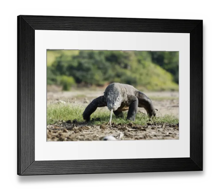Framed Print : Komodo Dragon (Varanus komodensis) adult, walking, flicking forked tongue, Komodo N. P. Komodo Island, Lesser Sunda Islands, Indonesia, march Framed Print : Komodo Dragon (Varanus komodensis) adult, walking, flicking forked tongue, Komodo N. P. Komodo Island, Lesser Sunda Islands, Indonesia, march
