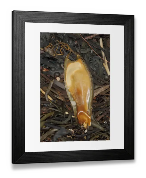 Framed Print : Nursehound (Scyliorhinus stellaris) Mermaid's Purse eggcase, washed up on beach strandline, Bude, Cornwall, England, january