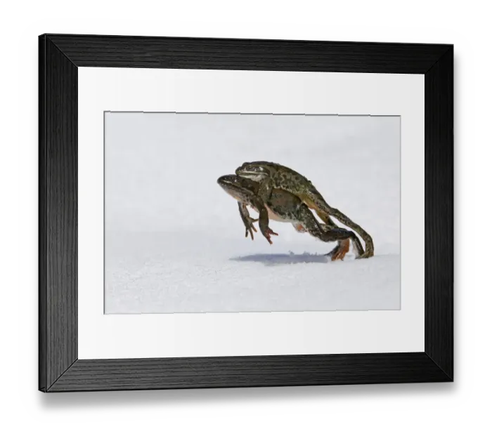 Framed Print : Georgian Marsh Frog (Rana camerani) adult pair, in amplexus, leaping on snow to reach pond, Great Caucasus, Caucasus Mountains, Georgia, april Framed Print : Georgian Marsh Frog (Rana camerani) adult pair, in amplexus, leaping on snow to reach pond, Great Caucasus, Caucasus Mountains, Georgia, april