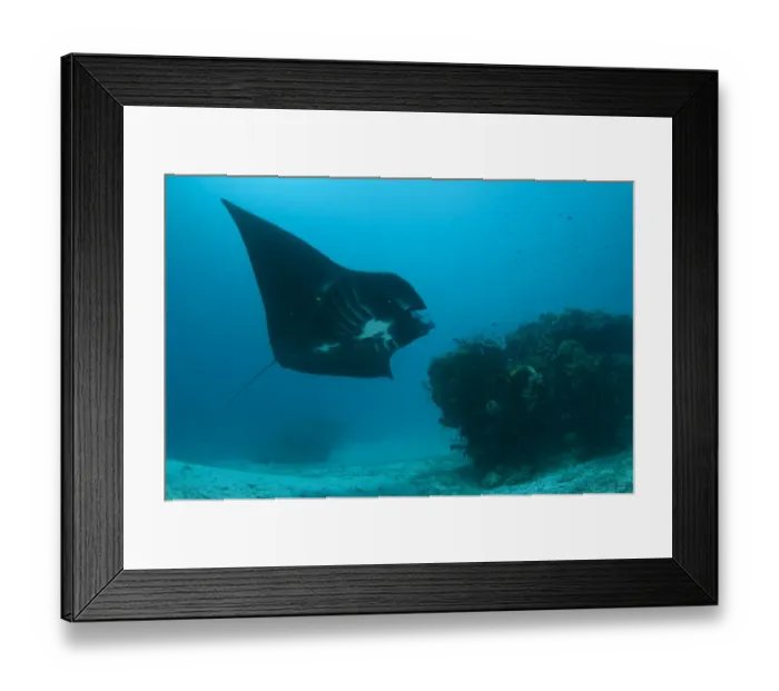 Framed Print : Manta Ray (Manta birostris) adult, feeding, swimming at edge of reef, Manta Sandy, Arborek, Dampier Straits, Raja Ampat, West Papua, New Guinea, Indonesia Framed Print : Manta Ray (Manta birostris) adult, feeding, swimming at edge of reef, Manta Sandy, Arborek, Dampier Straits, Raja Ampat, West Papua, New Guinea, Indonesia