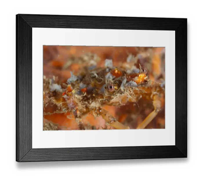 Framed Print : Ornamental Spider Crab (Schizophrys aspera) adult, camouflaged on reef at night, Bandaneira, near Ambon Island, Maluku Islands, Banda Sea, Indonesia Framed Print : Ornamental Spider Crab (Schizophrys aspera) adult, camouflaged on reef at night, Bandaneira, near Ambon Island, Maluku Islands, Banda Sea, Indonesia