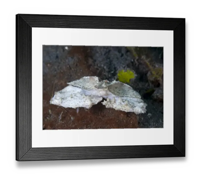 Framed Print : Domed Elbow Crab (Cryptopodia fornicata) adult, Lembeh Island, Sulawesi, Indonesia Framed Print : Domed Elbow Crab (Cryptopodia fornicata) adult, Lembeh Island, Sulawesi, Indonesia