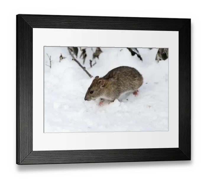 Framed Print : Brown Rat (Rattus norvegicus) adult, standing in snow, West Midlands, England, december Framed Print : Brown Rat (Rattus norvegicus) adult, standing in snow, West Midlands, England, december