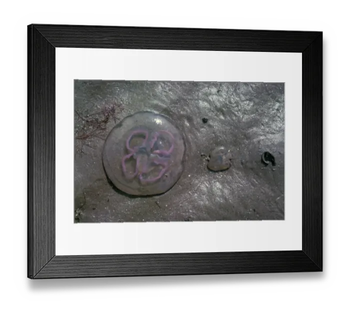 Framed Print : Jellyfish - Common (Aurelia aurita) two / stranded on seashore Framed Print : Jellyfish - Common (Aurelia aurita) two / stranded on seashore