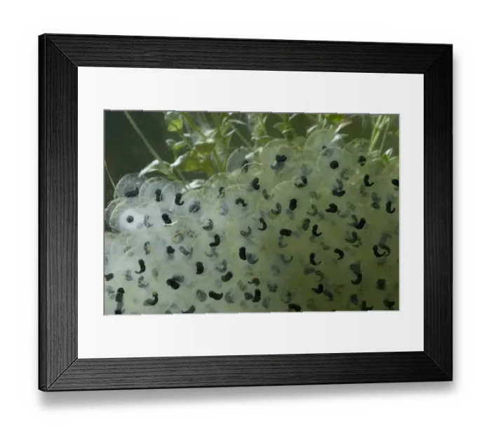 Framed Print : Common Frog (Rana temporaria) spawn, with newly developing tadpoles, England Framed Print : Common Frog (Rana temporaria) spawn, with newly developing tadpoles, England