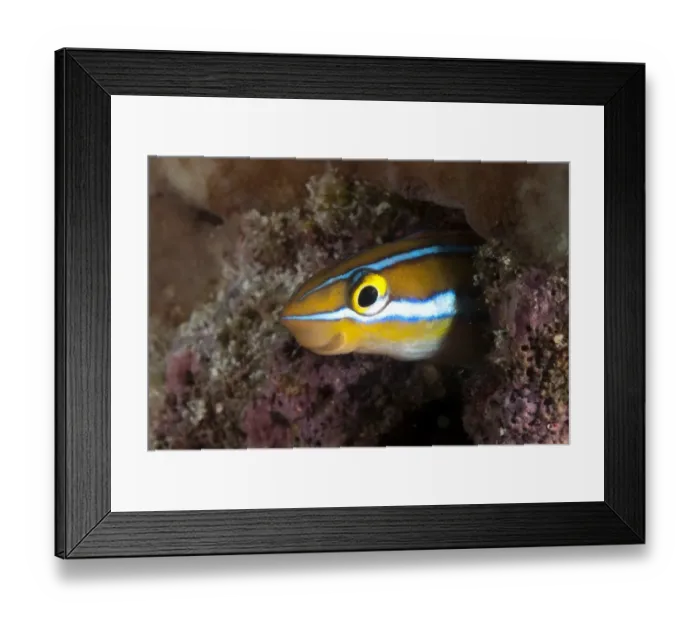 Framed Print : Blue-striped Fangblenny (Plagiotremus rhinorhynchos) adult, sheltering in reef, Mabul Island, Sabah, Borneo, Malaysia Framed Print : Blue-striped Fangblenny (Plagiotremus rhinorhynchos) adult, sheltering in reef, Mabul Island, Sabah, Borneo, Malaysia