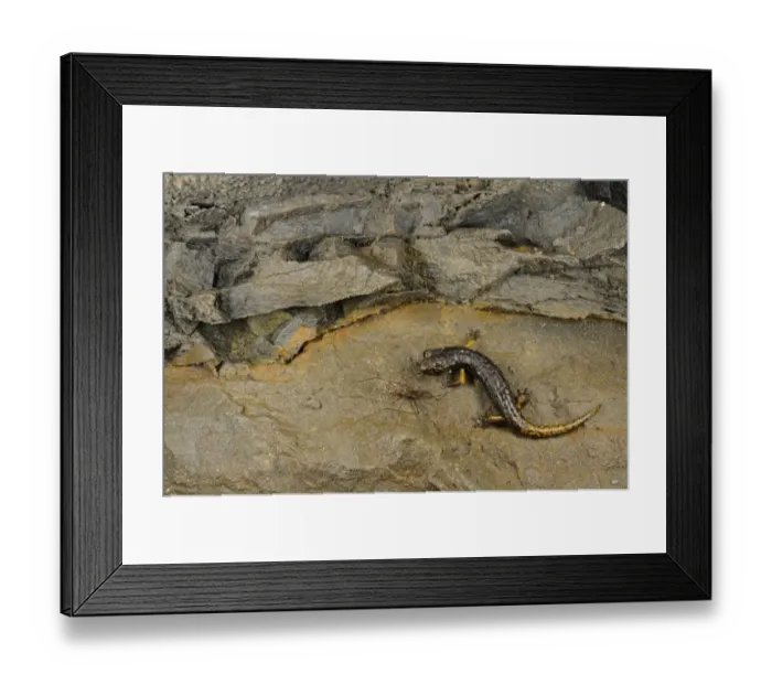 Framed Print : Strinati's Cave Salamander (Speleomantes strinatii) young, feeding on cave mosquito in cave, Italy, june