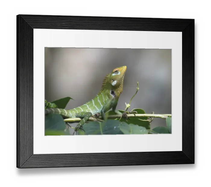 Framed Print : Common Green Forest Lizard (Calotes calotes) adult male, resting on vegetation, just prior to taking on display colour at approach of rival male, Sri Lanka Framed Print : Common Green Forest Lizard (Calotes calotes) adult male, resting on vegetation, just prior to taking on display colour at approach of rival male, Sri Lanka