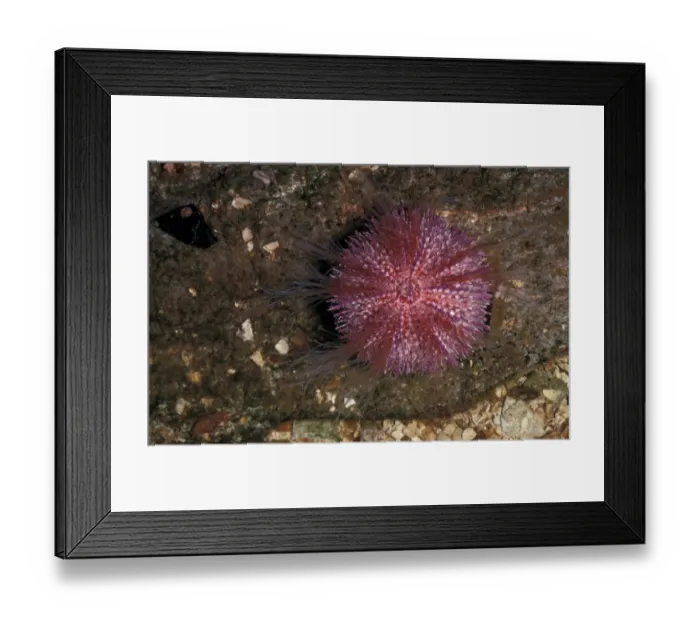 Framed Print : Urchin - Edible Sea Urchin(Echinus esculentus)crawling note lower left corner-extended tube