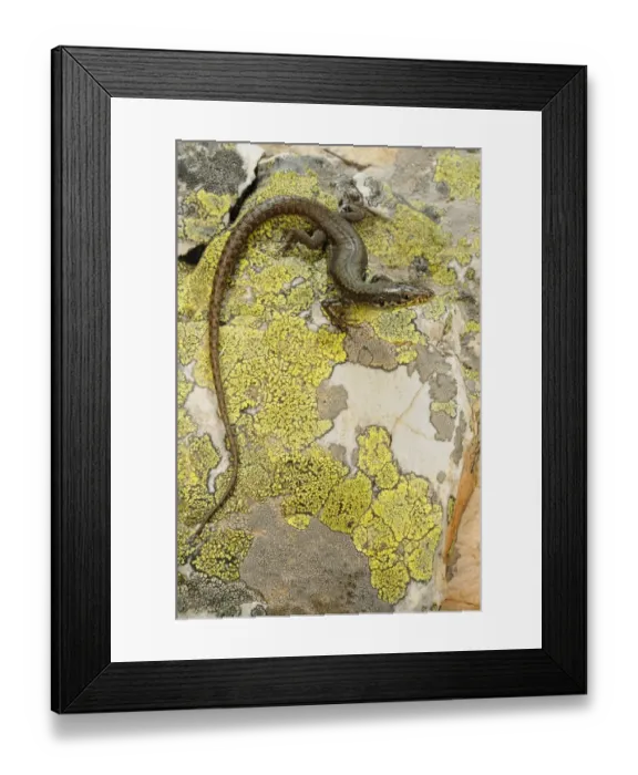 Framed Print : Pena de Francia Rock Lizard (Iberolacerta martinezricai) adult, standing on lichen covered rock, Spain, october Framed Print : Pena de Francia Rock Lizard (Iberolacerta martinezricai) adult, standing on lichen covered rock, Spain, october
