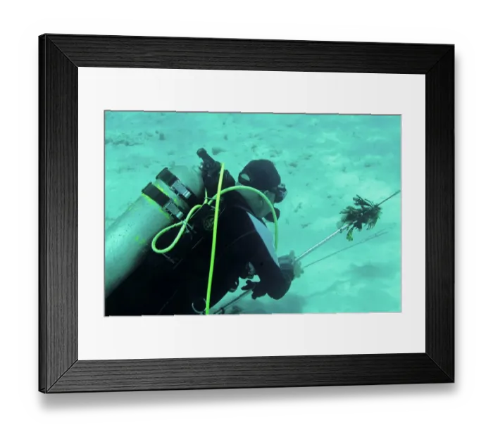 Framed Print : Red Lionfish (Pterois volitans) introduced invasive species, dead adults, speared by diver in eradication attempt, Bonaire, Leeward Antilles, Lesser Antilles, Caribbean