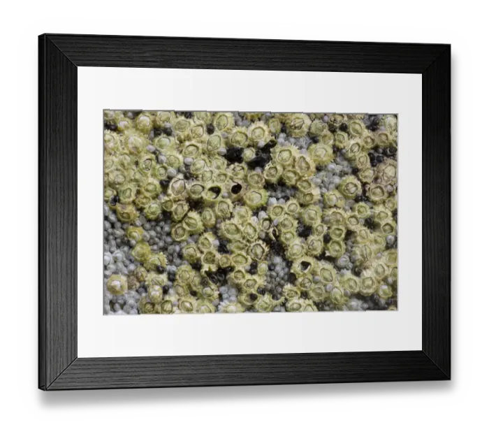 Framed Print : Acorn Barnacle (Semibalanus balanoides) mass, exposed at low tide, Brough Head, Mainland, Orkney, Scotland, june Framed Print : Acorn Barnacle (Semibalanus balanoides) mass, exposed at low tide, Brough Head, Mainland, Orkney, Scotland, june