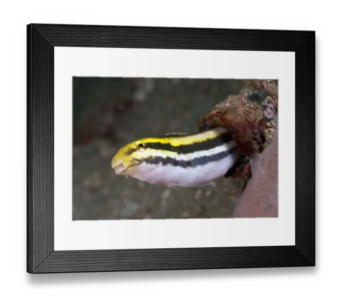 Framed Print : Lined Fangblenny (Meiacanthus lineatus) adult, emerging from hole, Ambon Island, Maluku Islands, Banda Sea, Indonesia Framed Print : Lined Fangblenny (Meiacanthus lineatus) adult, emerging from hole, Ambon Island, Maluku Islands, Banda Sea, Indonesia