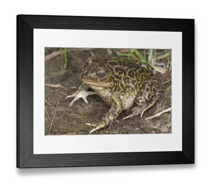 Framed Print : Western Spadefoot (Pelobates cultripes) adult, sitting on soil, France, june Framed Print : Western Spadefoot (Pelobates cultripes) adult, sitting on soil, France, june