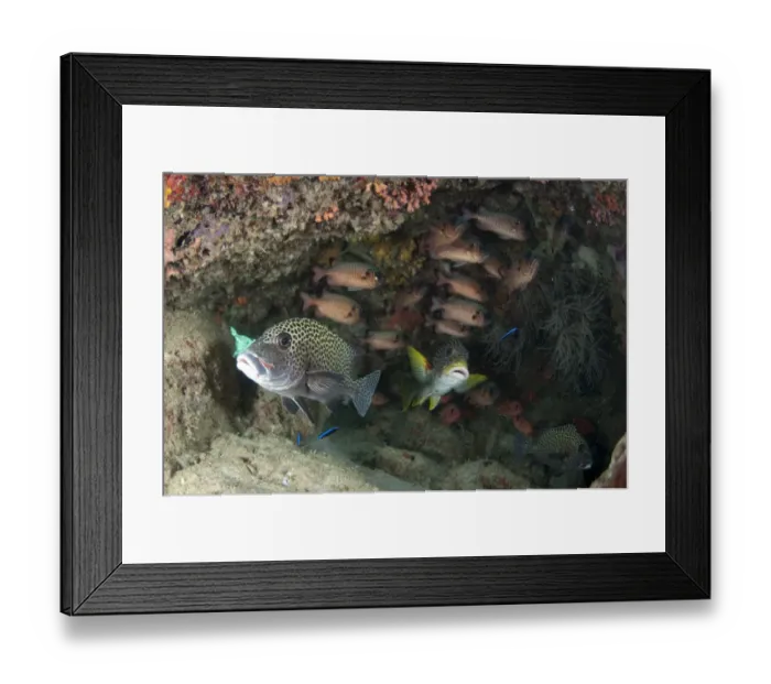 Framed Print : Many-spotted Sweetlips (Plectorhinchus chaetodonoides), Diagonal-banded Sweetlips (Plectorhinchus lineatus) and Shadowfin Soldierfish (Myripristis adusta) mixed shoal, sheltering amongst coral on reef, Sipadan Island, Sabah, Borneo, Malaysia