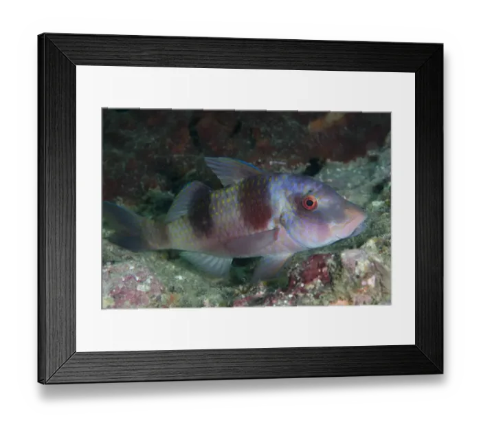 Framed Print : Double-bar Goatfish (Parupeneus bifasciatus) adult, in purple colour phase that occurs when resting, Wayilbatan, West Papua, New Guinea, Indonesia Framed Print : Double-bar Goatfish (Parupeneus bifasciatus) adult, in purple colour phase that occurs when resting, Wayilbatan, West Papua, New Guinea, Indonesia