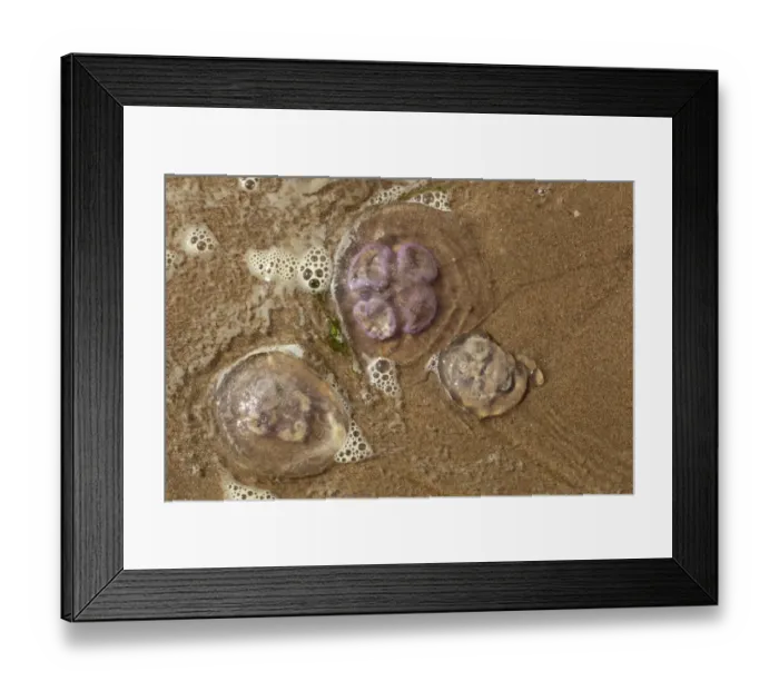 Framed Print : Common Jellyfish (Aurelia aurita) three adults, stranded on sandy beach, Gower Peninsula, Glamorgan, Wales, july Framed Print : Common Jellyfish (Aurelia aurita) three adults, stranded on sandy beach, Gower Peninsula, Glamorgan, Wales, july