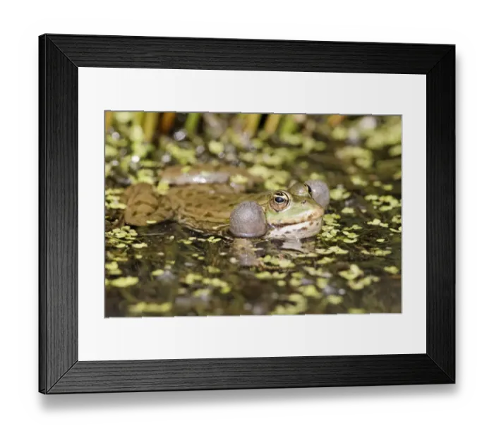 Framed Print : Marsh Frog (Pelophylax ridibundus) adult, calling, with inflated throat sacs, at surface of water, England, april (captive) Framed Print : Marsh Frog (Pelophylax ridibundus) adult, calling, with inflated throat sacs, at surface of water, England, april (captive)