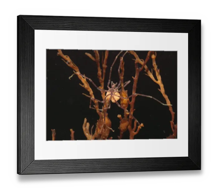 Framed Print : Sea Spider (Nymphon gracile) adult, with egg sacs, Kimmeridge, Dorset, England, february Framed Print : Sea Spider (Nymphon gracile) adult, with egg sacs, Kimmeridge, Dorset, England, february