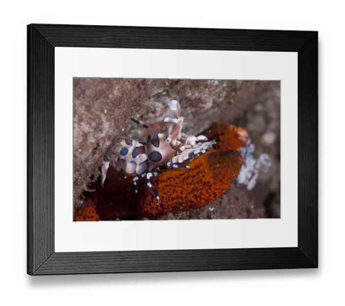 Framed Print : Harlequin Shrimp (Hymenocera elegans) adult, feeding on seastar, Seraya Beach Resort, Bali, Lesser Sunda Islands, Indonesia Framed Print : Harlequin Shrimp (Hymenocera elegans) adult, feeding on seastar, Seraya Beach Resort, Bali, Lesser Sunda Islands, Indonesia