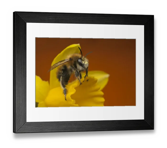 Framed Print : Hairy-footed Flower Bee (Anthophora plumipes) adult, resting on Miniature Daffodil (Narcissus sp. ) flower, Leicestershire, England, march Framed Print : Hairy-footed Flower Bee (Anthophora plumipes) adult, resting on Miniature Daffodil (Narcissus sp. ) flower, Leicestershire, England, march