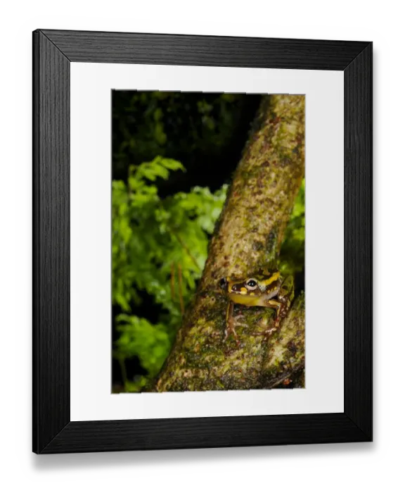 Framed Print : Montane Reed Frog (Hyperolius castaneus) adult, sitting on branch in montane rainforest, Nyungwe Forest N. P. Rwanda, december Framed Print : Montane Reed Frog (Hyperolius castaneus) adult, sitting on branch in montane rainforest, Nyungwe Forest N. P. Rwanda, december