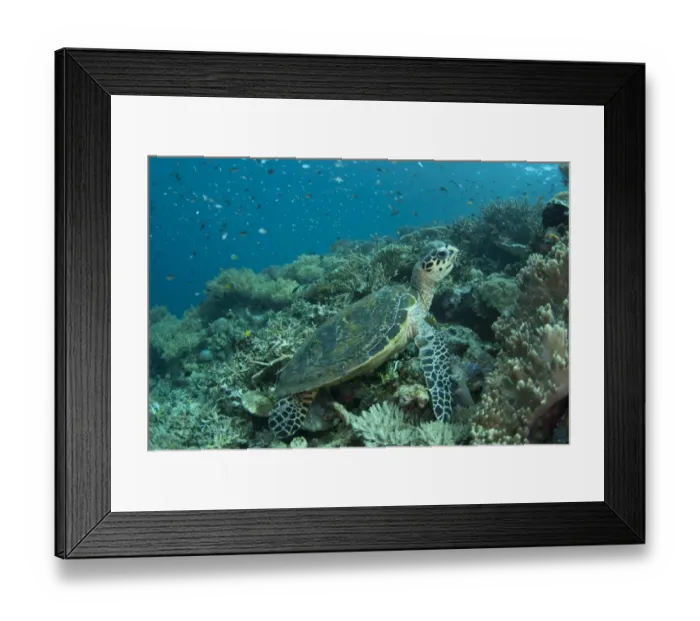 Framed Print : Loggerhead Turtle (Caretta caretta) adult, resting on reef, Potato Point, Fiabacet Island, West Papua, New Guinea, Indonesia Framed Print : Loggerhead Turtle (Caretta caretta) adult, resting on reef, Potato Point, Fiabacet Island, West Papua, New Guinea, Indonesia