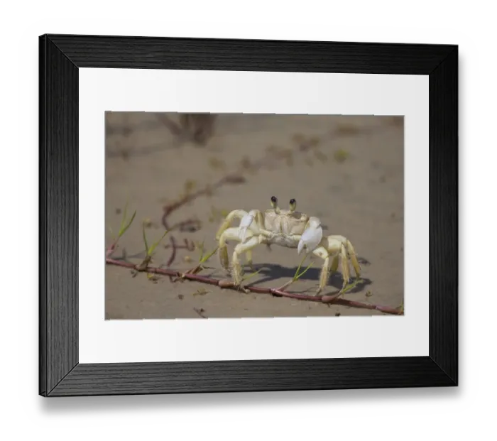 Framed Print : Atlantic Ghost Crab (Ocypode quadrata) adult, standing on beach, Ilha do Mel, Parana, Brazil Framed Print : Atlantic Ghost Crab (Ocypode quadrata) adult, standing on beach, Ilha do Mel, Parana, Brazil