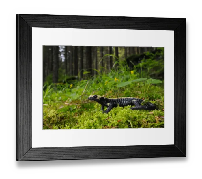 Framed Print : Golden Alpine Salamander (Salamandra atra aurorae) adult, in montane woodland habitat, Venetian Prealps, Italian Alps, Italy, june Framed Print : Golden Alpine Salamander (Salamandra atra aurorae) adult, in montane woodland habitat, Venetian Prealps, Italian Alps, Italy, june