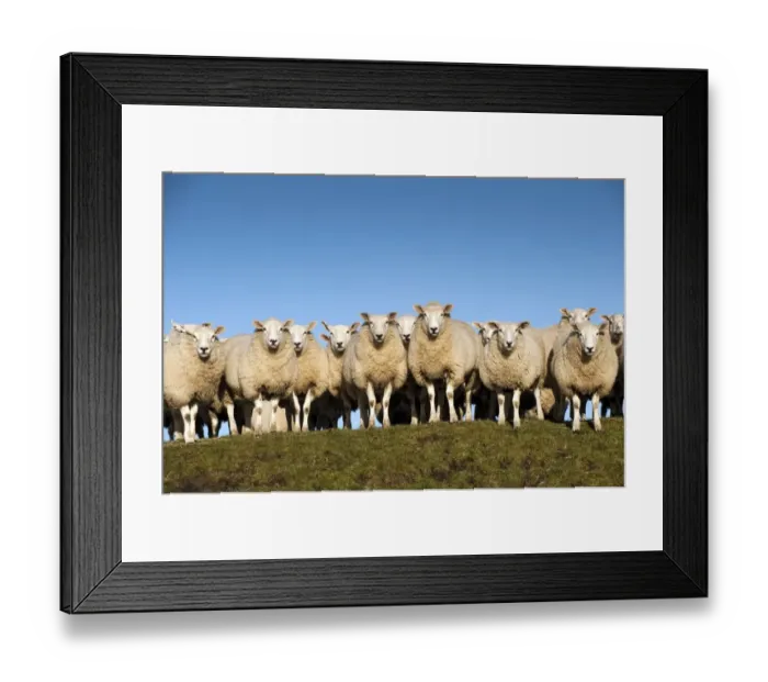 Framed Print : Domestic Sheep, Beltex, flock standing on hillside, England, november Framed Print : Domestic Sheep, Beltex, flock standing on hillside, England, november