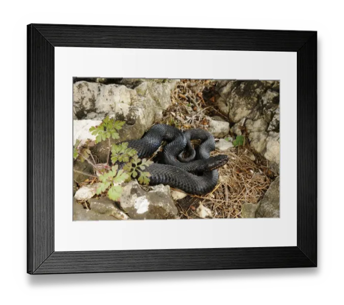 Framed Print : European Adder (Vipera berus) melanic adult, coiled amongst rocks, Italian Alps, Italy, october Framed Print : European Adder (Vipera berus) melanic adult, coiled amongst rocks, Italian Alps, Italy, october