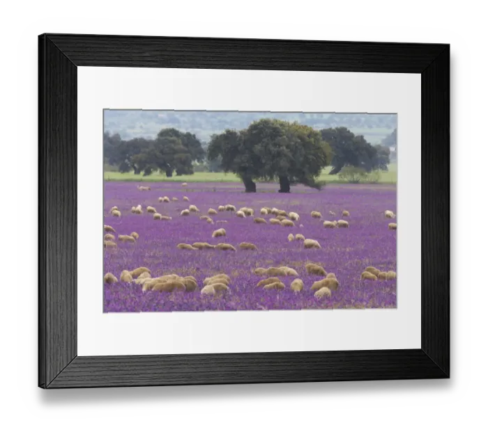 Framed Print : Domestic Sheep, flock, grazing amongst wildflowers at edge of dehesa habitat with oak trees, Extremadura, Spain, spring Framed Print : Domestic Sheep, flock, grazing amongst wildflowers at edge of dehesa habitat with oak trees, Extremadura, Spain, spring
