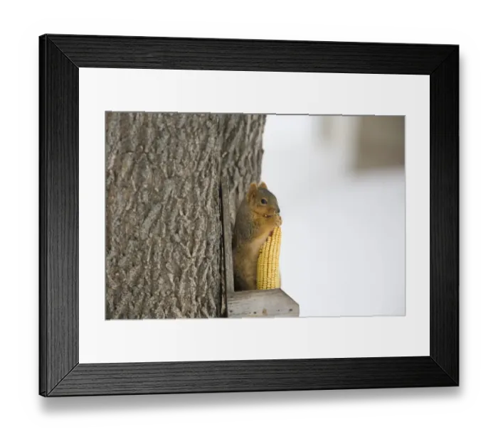 Framed Print : Fox Squirrel (Sciurus niger) adult, feeding on maize cob, on squirrel feeder in snow covered garden, North Dakota, U. S. A. february Framed Print : Fox Squirrel (Sciurus niger) adult, feeding on maize cob, on squirrel feeder in snow covered garden, North Dakota, U. S. A. february