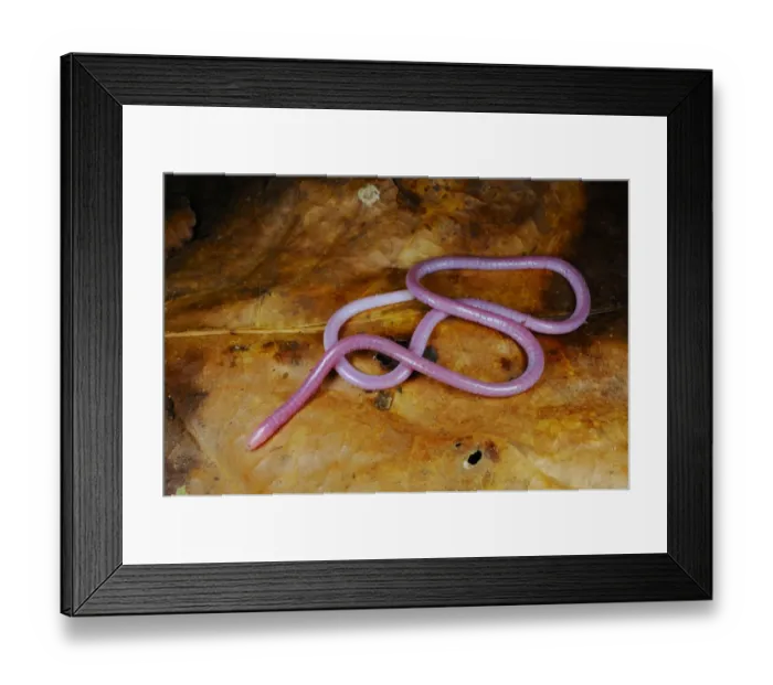 Framed Print : Fischer's African Caecilian (Boulengerula fischeri) adult, on leaf litter in montane rainforest, Cyamudongo Forest, Nyungwe Forest N. P. Rwanda Framed Print : Fischer's African Caecilian (Boulengerula fischeri) adult, on leaf litter in montane rainforest, Cyamudongo Forest, Nyungwe Forest N. P. Rwanda