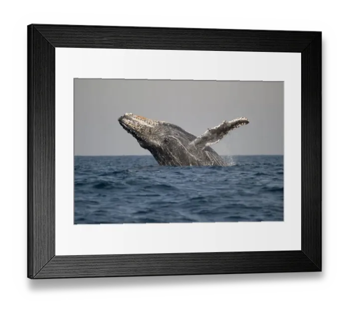 Framed Print : Humpback Whale (Megaptera novaeangliae) adult, breaching at surface of sea, offshore Port St. Johns, Wild Coast, Eastern Cape (Transkei), South Africa Framed Print : Humpback Whale (Megaptera novaeangliae) adult, breaching at surface of sea, offshore Port St. Johns, Wild Coast, Eastern Cape (Transkei), South Africa
