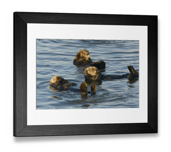 Framed Print : Sea Otter (Enhydra lutris) three adults, resting at surface of sea, Pacific Ocean, Southern California, U. S. A. november