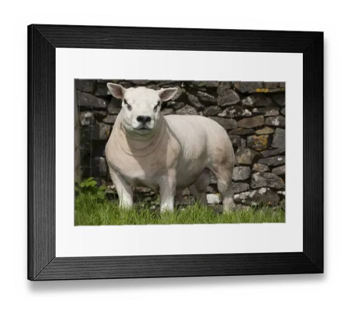 Framed Print : Domestic Sheep, Texel, pedigree ram, newly clipped, standing beside drystone wall in pasture, England, may Framed Print : Domestic Sheep, Texel, pedigree ram, newly clipped, standing beside drystone wall in pasture, England, may