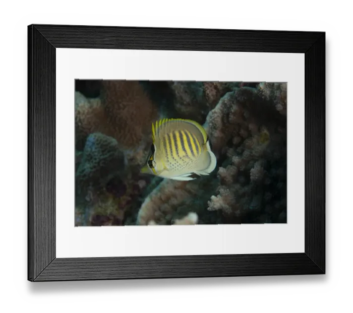 Framed Print : Spot-banded Butterflyfish (Chaetodon punctatofasciatus) adult, swimming in reef, Uhak Reef, Wetar Island, Barat Daya Islands, Lesser Sunda Islands, Maluku Province, Indonesia Framed Print : Spot-banded Butterflyfish (Chaetodon punctatofasciatus) adult, swimming in reef, Uhak Reef, Wetar Island, Barat Daya Islands, Lesser Sunda Islands, Maluku Province, Indonesia