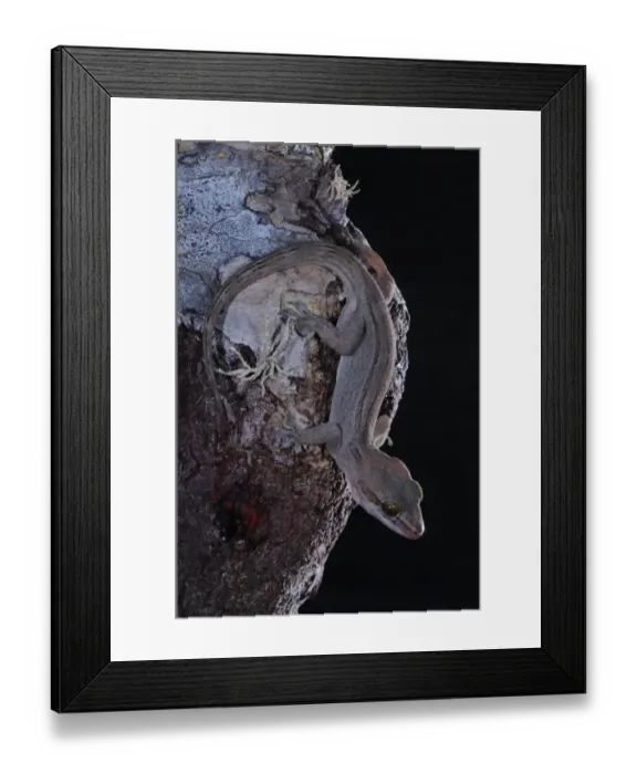Framed Print : Dragon-blood Tree's Gecko (Hemidactylus dracaenacolus) adult, on Dragon-blood Tree (Dracaena cinnabari) trunk, Socotra, Yemen, march Framed Print : Dragon-blood Tree's Gecko (Hemidactylus dracaenacolus) adult, on Dragon-blood Tree (Dracaena cinnabari) trunk, Socotra, Yemen, march