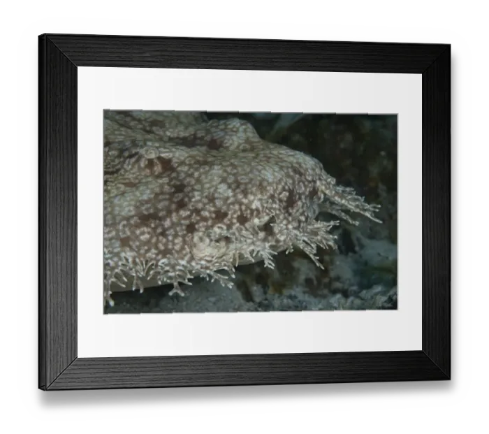 Framed Print : Tasselled Wobbegong (Eucrossorhinus dasypogon) adult, close-up of head, Waigeo Island, Raja Ampat, West Papua, New Guinea, Indonesia Framed Print : Tasselled Wobbegong (Eucrossorhinus dasypogon) adult, close-up of head, Waigeo Island, Raja Ampat, West Papua, New Guinea, Indonesia