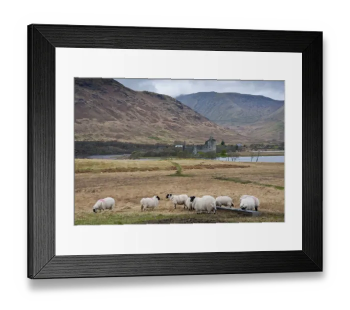 Framed Print : Domestic Sheep, Scottish Blackface, flock, standing at trough, with freshwater loch, castle ruin and hills in background, Loch Awe, Kilchurn Castle, Dalmally, Argyll and Bute, Scotland, april Framed Print : Domestic Sheep, Scottish Blackface, flock, standing at trough, with freshwater loch, castle ruin and hills in background, Loch Awe, Kilchurn Castle, Dalmally, Argyll and Bute, Scotland, april
