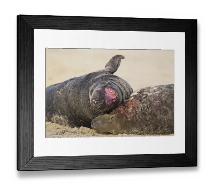 Framed Print : Grey Seal (Halichoerus grypus) two adult males, close-up of heads, fighting on sandy beach, Horsey, Norfolk, England, november