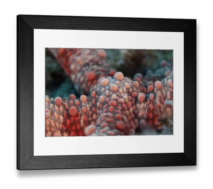 Framed Print : Friant's Seastar (Nardoa frianti) adult, close-up of body, Ternate Island, Maluku Islands, Banda Sea, Indonesia Framed Print : Friant's Seastar (Nardoa frianti) adult, close-up of body, Ternate Island, Maluku Islands, Banda Sea, Indonesia