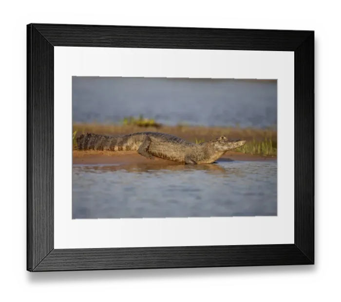 Framed Print : Paraguayan Caiman (Caiman yacare) adult, resting on riverbank, Paraguay River, Pantanal, Mato Grosso, Brazil